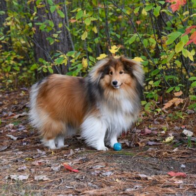 Shetland Sheep Dog