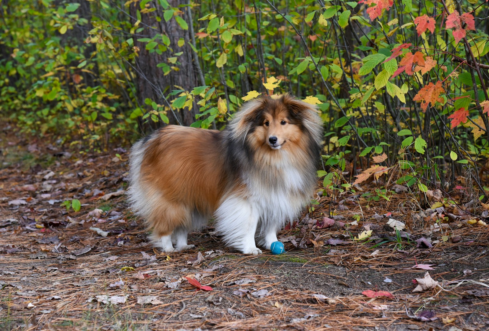 Sheltie a brown and white dog standing on top of a forest floor
