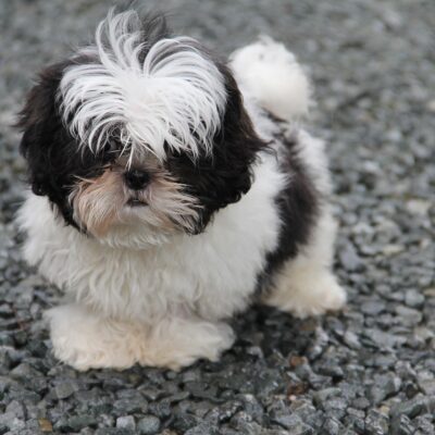 Shih Tzu