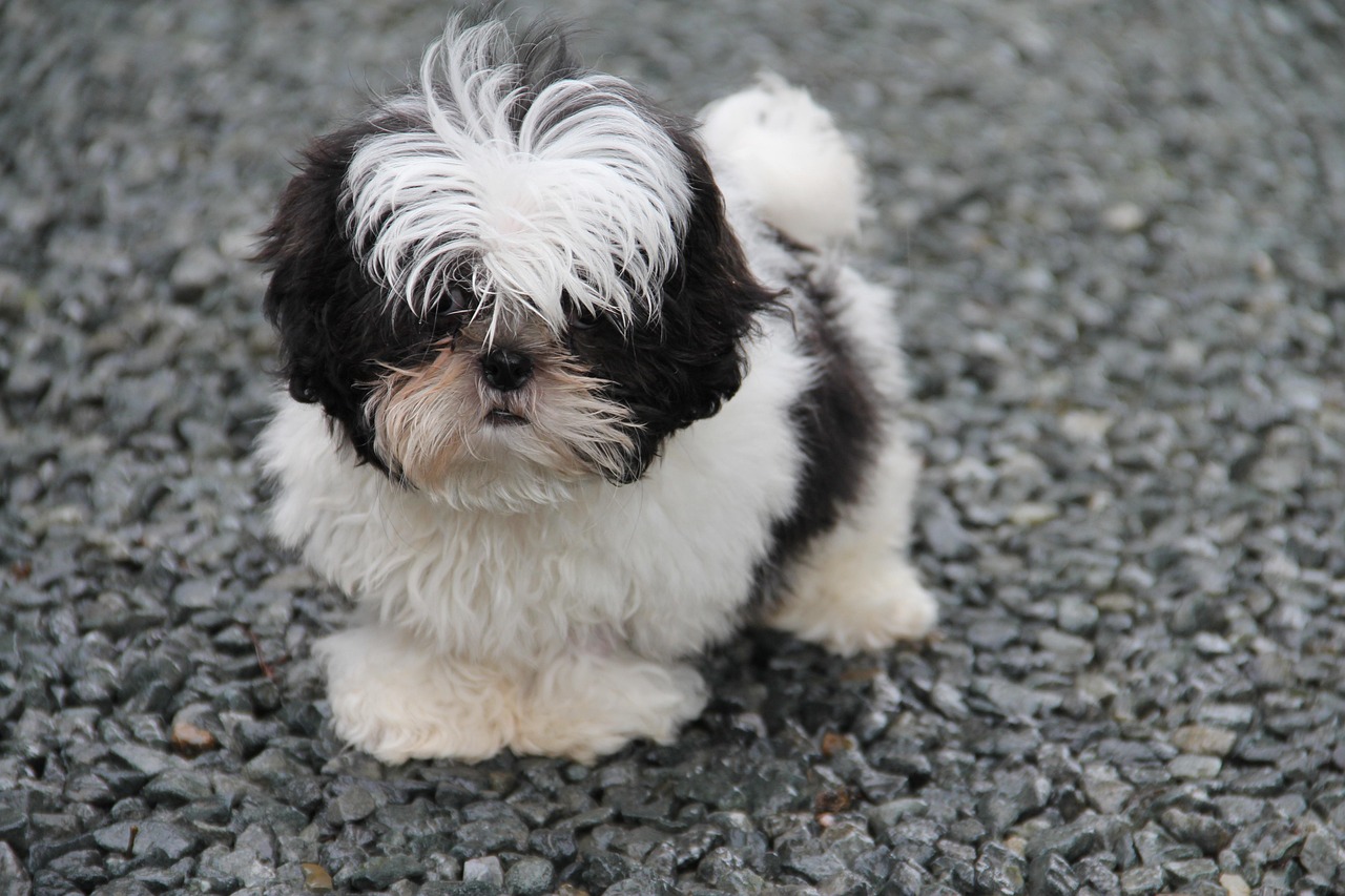 Shih Tzu dog, puppy, shih tzu, outdoors, pet, canine, nature, animal
