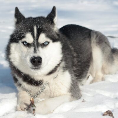 Husky