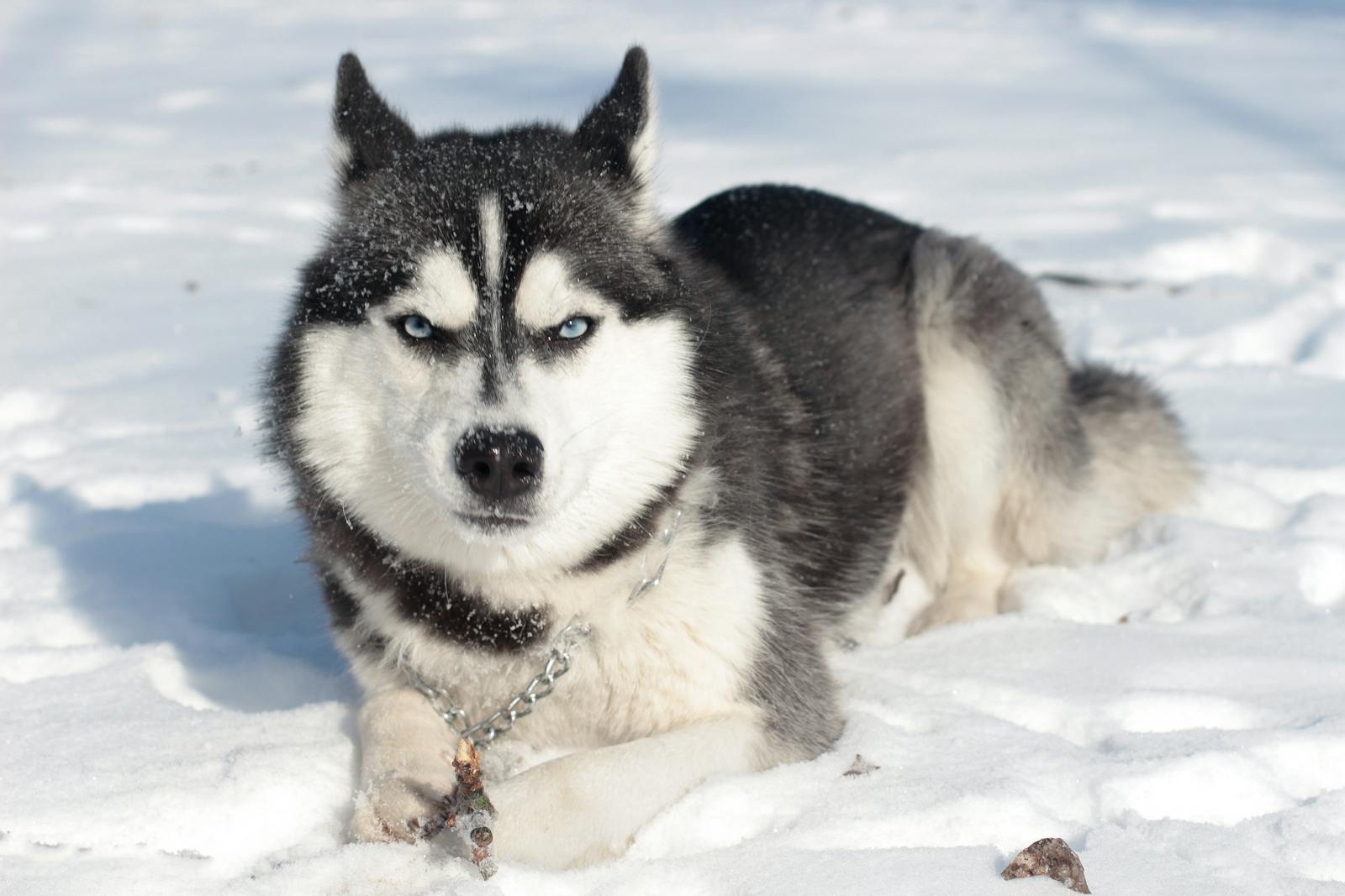 Siberian Husky Blue-eyed Siberian Husky resting on fresh snow during a bright winter day.