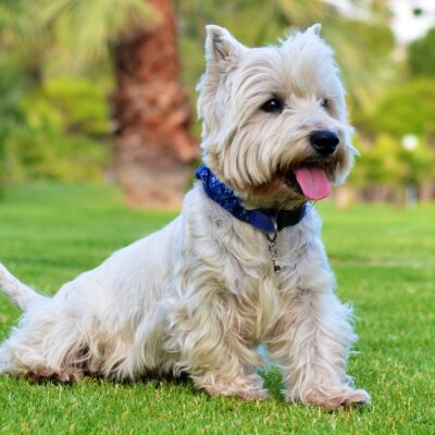 West Highland Terrier