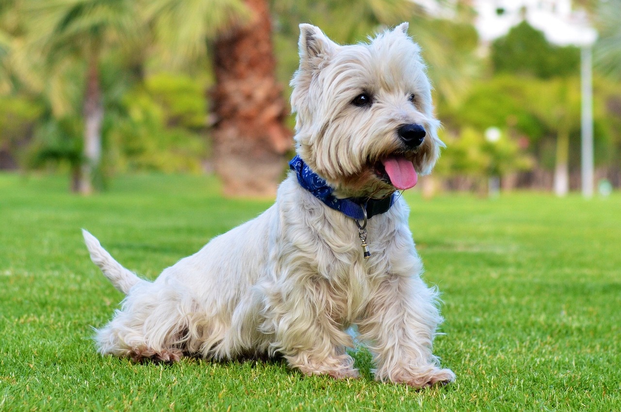 West Highland “Westie” Terrier dogs, westy, dogs, dogs, dogs, dogs, dogs, westy