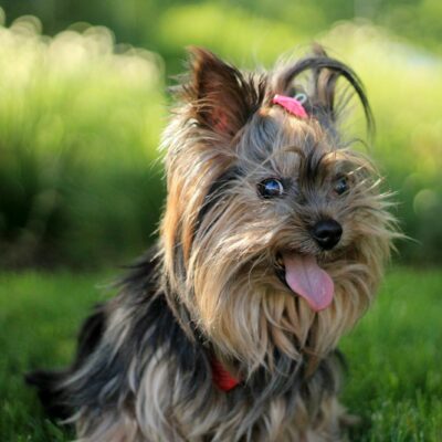 Yorkshire Terrier