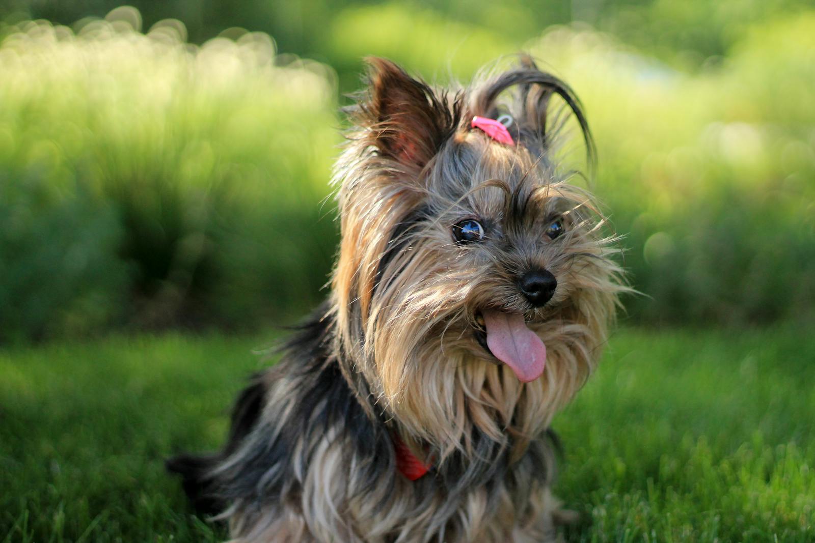 Yorkshire Terrier Yorkie Cute Yorkshire Terrier puppy with tongue out, enjoying a sunny day in the garden.